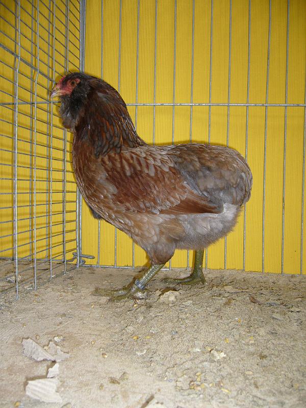 Hannover 2008 248.jpg - Araucana blau-goldhalsig  von Rainer Luttmann  Preis sg 95 E